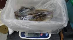 白浜富田のシガラミ磯にて、ヤエン釣りでアオ…