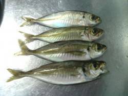 海南エリアを５か所ランガンしてのアジング釣…