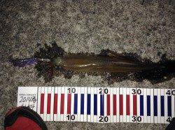 アオリ調査に音海大波止へ釣行〜ヤリイカがのりました