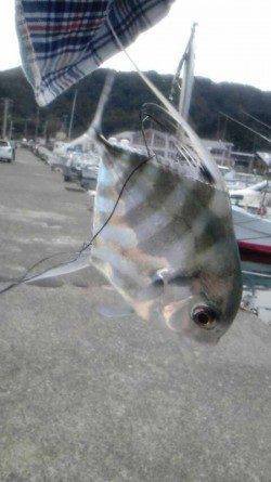 串本港　ライトジギングでイトヒキアジを楽しむ☆