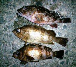 久美浜　潮の動きがイマイチの中でのメバリング