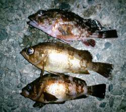 久美浜　潮の動きがイマイチの中でのメバリン…