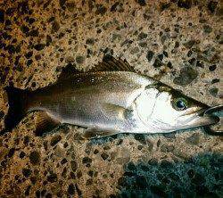 久美浜　潮の動きがイマイチの中でのメバリング