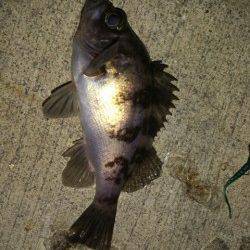 育波でメバリング〜大潮でメバルがポンポン釣れました