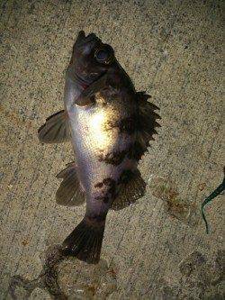 育波でメバリング〜大潮でメバルがポンポン釣れました