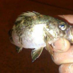 鳥取ノ荘　久々のメバリング釣行もミニサイズが中心