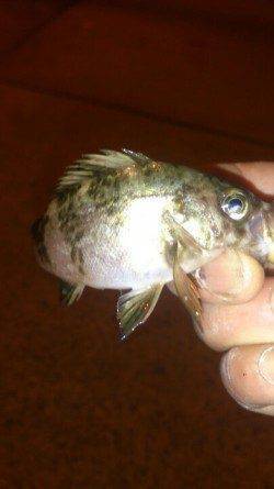 鳥取ノ荘　久々のメバリング釣行もミニサイズが中心