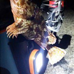 香住アジングで尺アジ狙いはアタリなく・・・ガシラの釣果