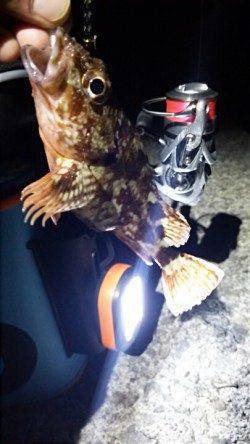 香住アジングで尺アジ狙いはアタリなく・・・ガシラの釣果