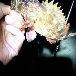 香住アジングで尺アジ狙いはアタリなく・・・ガシラの釣果