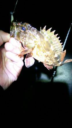 香住アジングで尺アジ狙いはアタリなく・・・…