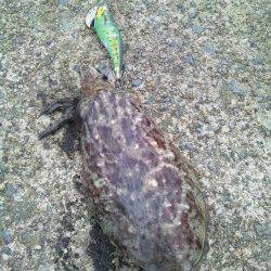 浜坂港エギング〜雨の中コウイカ接岸４ゲット２バラシ