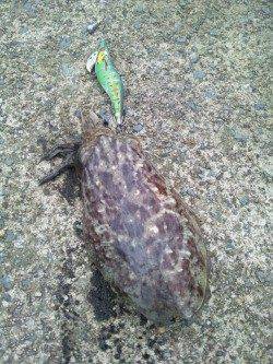 浜坂港エギング〜雨の中コウイカ接岸４ゲット２バラシ