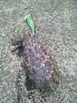 浜坂港エギング〜雨の中コウイカ接岸４ゲット…