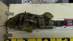 ヘビータックルで尺タケノコメバル狙い、30㌢を超えるパワフルな1匹