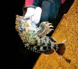 久美浜　エギング調査後のメバリングでガシラ…