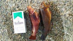 林崎ベランダへ投げ釣り釣行〜アイナメが釣れました