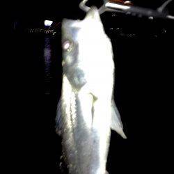 大阪南港バチ抜けシーバス☆バチの姿も見えました