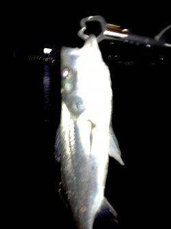 大阪南港バチ抜けシーバス☆バチの姿も見えました