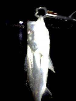 大阪南港バチ抜けシーバス☆バチの姿も見えま…