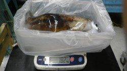 白浜・袋にてヤエンでアオリイカ1.82kg
