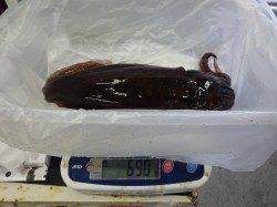 一本松漁港　ヤエンでアオリイカ690g