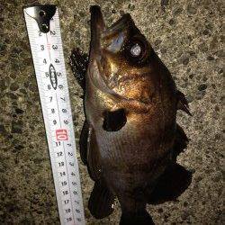 淡路島・阿那賀フロートリグでメバル、合間に27cmの良型ガシラも♪