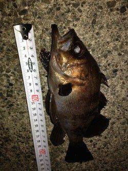 淡路島・阿那賀フロートリグでメバル、合間に27cmの良型ガシラも♪