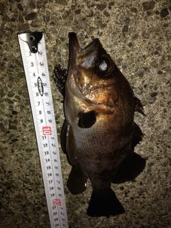 淡路島・阿那賀フロートリグでメバル、合間に…