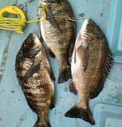 旧一文字赤灯内向き・カーブなどで落とし込みチヌ釣果あり