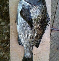 旧一文字赤灯内向き・カーブなどで落とし込みチヌ釣果あり