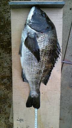 旧一文字赤灯内向き・カーブなどで落とし込みチヌ釣果あり