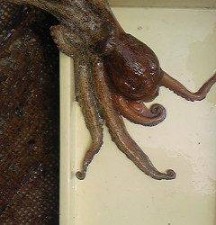 沖一文字カーブ、テンヤでタコ1.5キロ