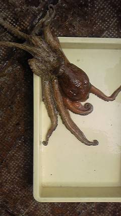 沖一文字カーブ、テンヤでタコ1.5キロ