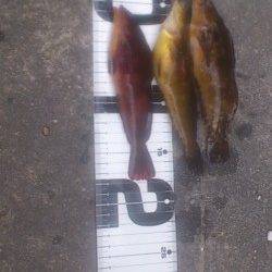 新浜漁港ベランダ南面で投げ釣り〜アイナメ・グジメの釣果