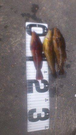 新浜漁港ベランダ南面で投げ釣り〜アイナメ・グジメの釣果