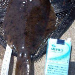 須磨の投げ釣りでカレイ〜ワンチャンスをものにしました