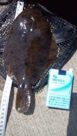 須磨の投げ釣りでカレイ〜ワンチャンスをものにしました