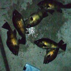 長田漁港ウキ釣りでメバル、1投目からポツポツ釣れました