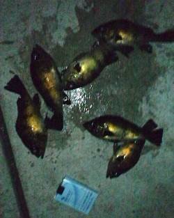 長田漁港ウキ釣りでメバル、1投目からポツポ…