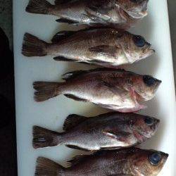 長田漁港ウキ釣りでメバル、1投目からポツポツ釣れました