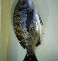 岸和田旧一文字のチヌ落とし込み・ウキ釣りで釣果出てます