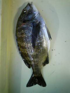 岸和田旧一文字のチヌ落とし込み・ウキ釣りで釣果出てます