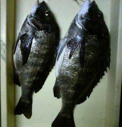 沖一文字スリットで年なしチヌ50.5cm！