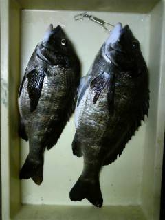 沖一文字スリットで年なしチヌ50.5cm！