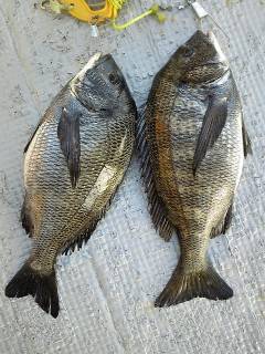 沖一文字1番にてカニ餌の落とし込みで良型チ…