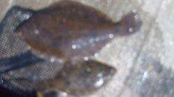 須磨でカレイ32cm&22cm連続ヒット〜大蔵海岸でメバルウキ釣り