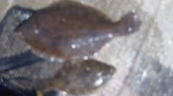 須磨でカレイ32cm&22cm連続…