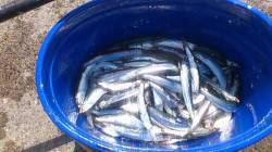 兵庫突堤南岸壁（旧バナナ埠頭）サビキでカタ…