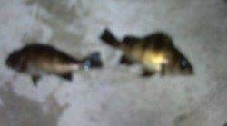 須磨でカレイ32cm&22cm連続ヒット〜大蔵海岸でメバルウキ釣り